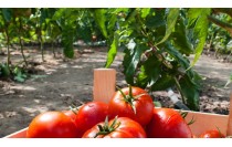 UF0211 Prevención del Estado Sanitario de Cultivos Ecológicos y Aplicación de Productos (Online)