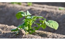 UF0002 Preparación del Terreno para Instalación de Infraestructuras, Siembra y Plantación de Cultivos Herbáceos (Online)