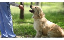 MF1743_2 Cuidados Higiénicos Aplicados a Perros (Online)
