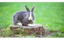 MF0282_2 Producción de Conejos para Reproducción y Obtención de Carne (Online)