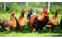 UF0018 Control Sanitario y Normas de Bioseguridad en Aves y Granjas (Online)
