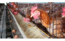 UF0017 Proceso de Fecundación y Operaciones de Recepción y Manejo de Aves y Huevos (Online)