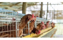MF0281_2 Producción de Aves para Reproducción y Obtención de Carnes y Huevos (Online)