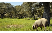 MF0004_2 Producción de Cerdos de Renuevo, Reproductores y Cerdos Lactantes